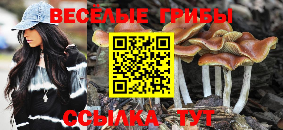 Галлюциногенные грибы Psilocybe Кудымкар
